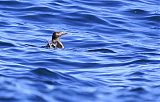 Rhinoceros Auklet